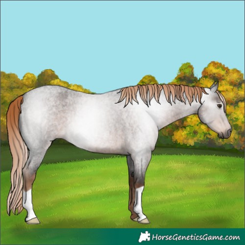 Horse Color:Gray Liver Red Roan
