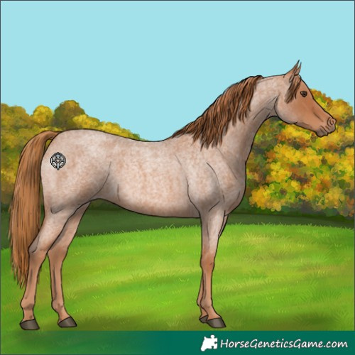 Horse Color:Red Roan