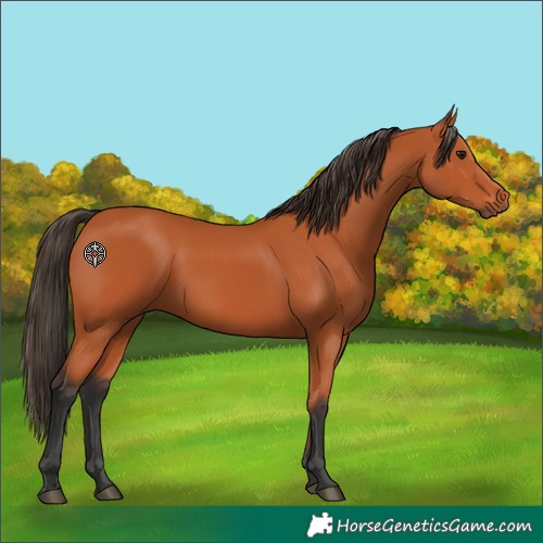 Horse Color:Bay 