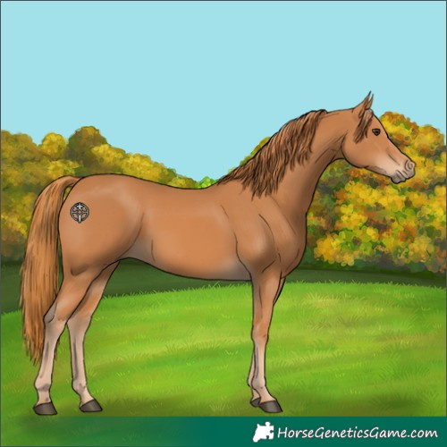 Horse Color:Chestnut 