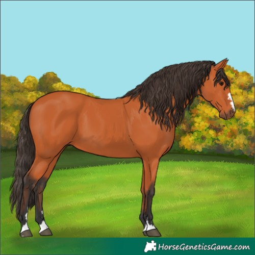 Horse Color:Bay 