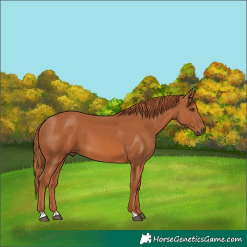 Horse Color:Chestnut 