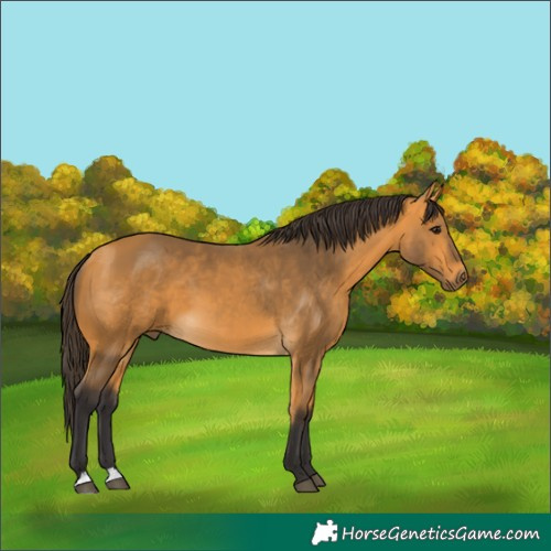 Horse Color:Buckskin 