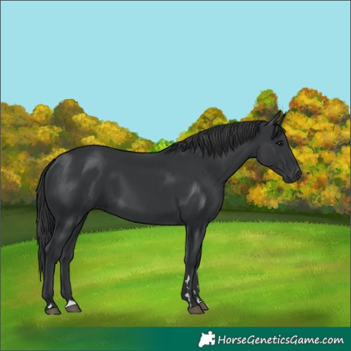 Horse Color:Black 