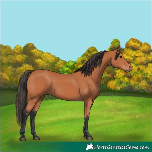 Horse Color:Bay 