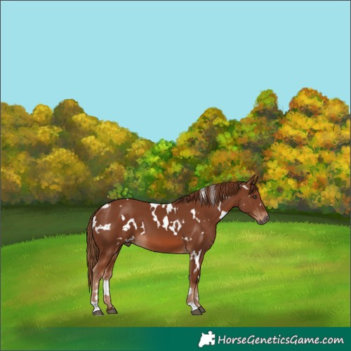 Horse Color:White Spotted Chestnut 