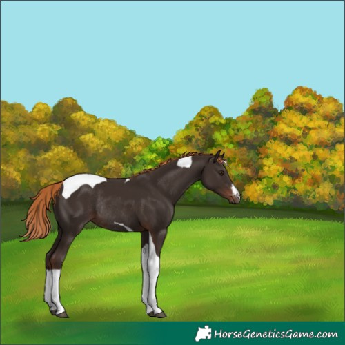 Horse Color:White Spotted Liver Chestnut Tobiano Rabicano 