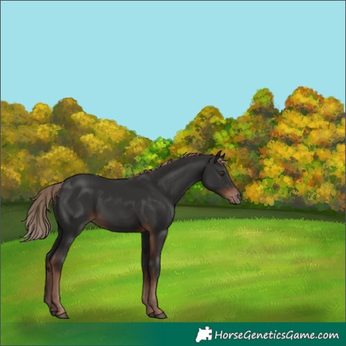Horse Color:White Spotted Liver Chestnut 