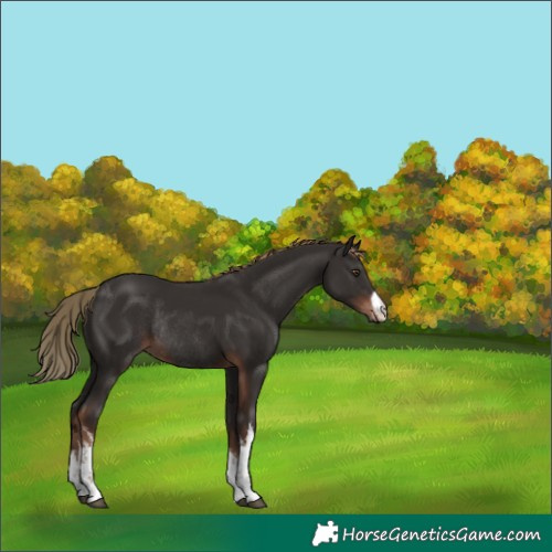 Horse Color:White Spotted Liver Chestnut Rabicano 