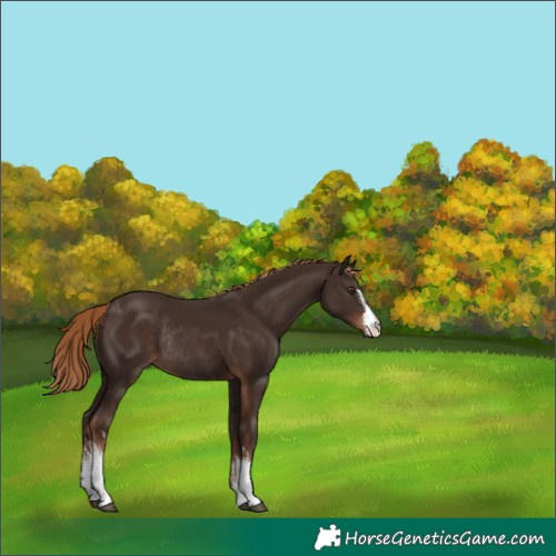 Horse Color:White Spotted Liver Chestnut Rabicano 