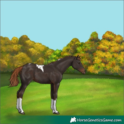 Horse Color:White Spotted Liver Chestnut Tobiano Rabicano 