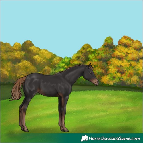 Horse Color:White Spotted Liver Chestnut Rabicano 