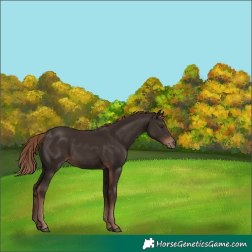 Horse Color:White Spotted Liver Chestnut 