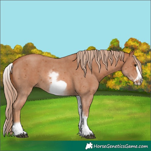 Horse Color:White Spotted Chestnut Sabino Frame 