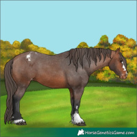 Horse Color:Bay Appaloosa