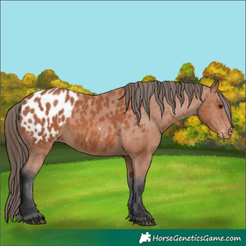 Horse Color:Bay Appaloosa 
