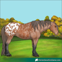 Horse Color:Bay Appaloosa 