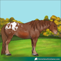 Horse Color:Chestnut Appaloosa 