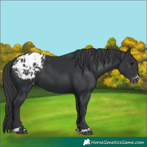 Horse Color:Black Appaloosa 