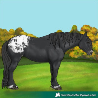 Horse Color:Black Appaloosa