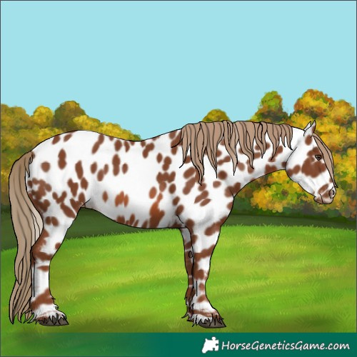 Horse Color:Chestnut Appaloosa 
