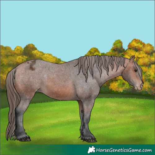 Horse Color:Bay Appaloosa 