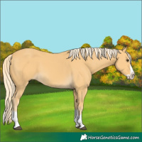 Horse Color:Palomino Splash
