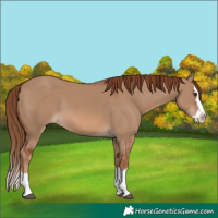 Horse Color:Red Dun Splash 