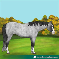Horse Color:Blue Roan Splash