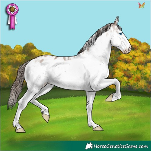 Horse Color:White Spotted Liver Red Dun Sabino Splash Frame Appaloosa Rabicano 