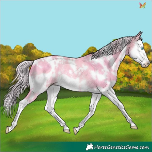 Horse Color:Watercolor White Spotted Silver Perlino Dun Splash Frame Rabicano