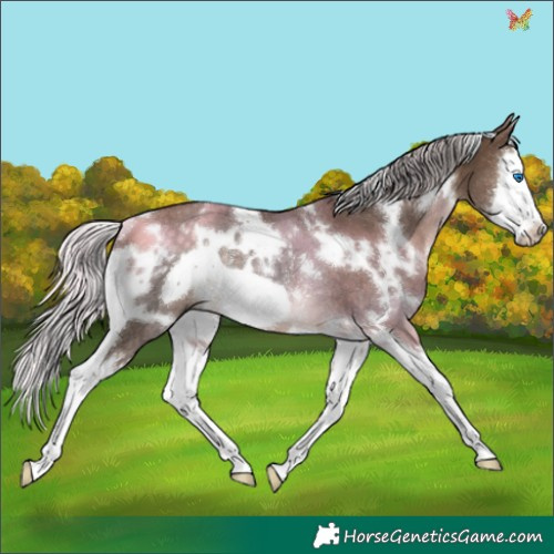 Horse Color:White Spotted Silver Brown Dun Splash Frame Rabicano 