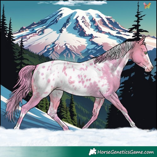 Horse Color:Watercolor White Spotted Buckskin Dun Frame Appaloosa 