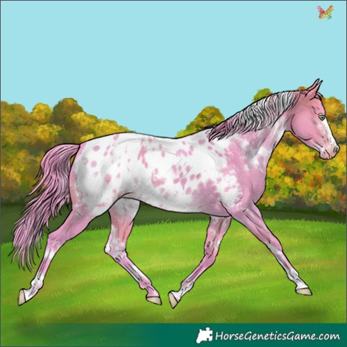 Horse Color:Watercolor White Spotted Buckskin Dun Frame Appaloosa 
