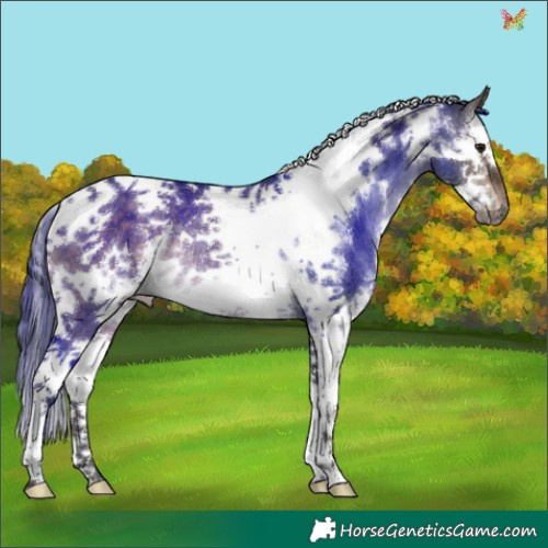 Horse Color:White Spotted Brown Dun Splash Tobiano Frame Rabicano 