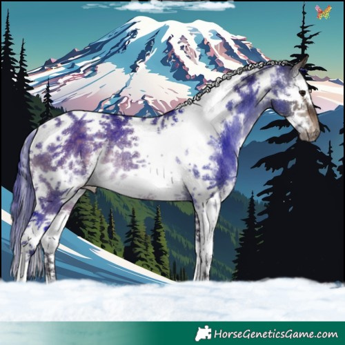 Horse Color:White Spotted Brown Dun Splash Tobiano Frame Rabicano 