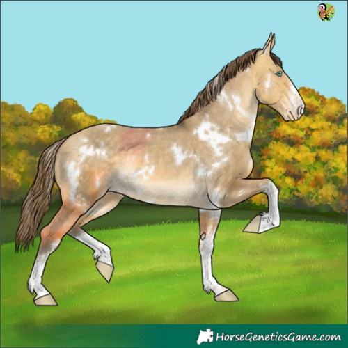 Horse Color:White Spotted Sable Cream Champagne Dun Appaloosa Rabicano 