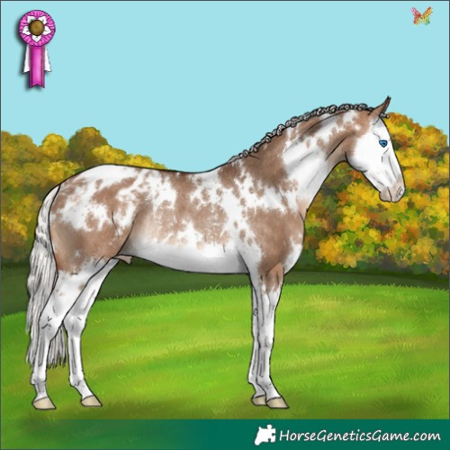 Horse Color:White Spotted Silver Brown Dun Splash Appaloosa Rabicano 