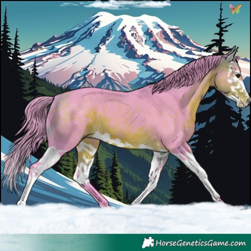 Horse Color:Watercolor Buckskin Splash 