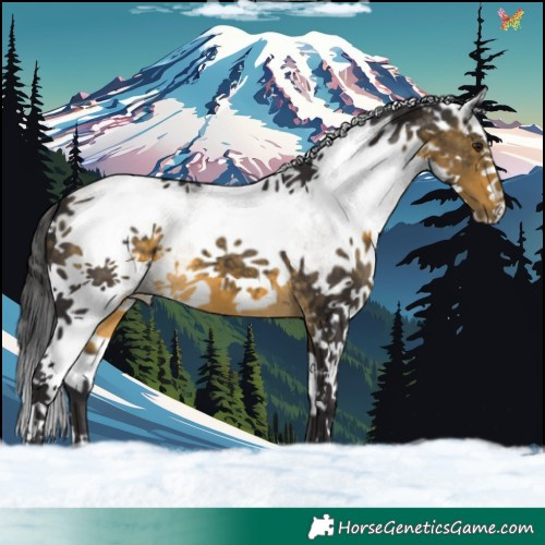 Horse Color:White Spotted Buckskin Splash 