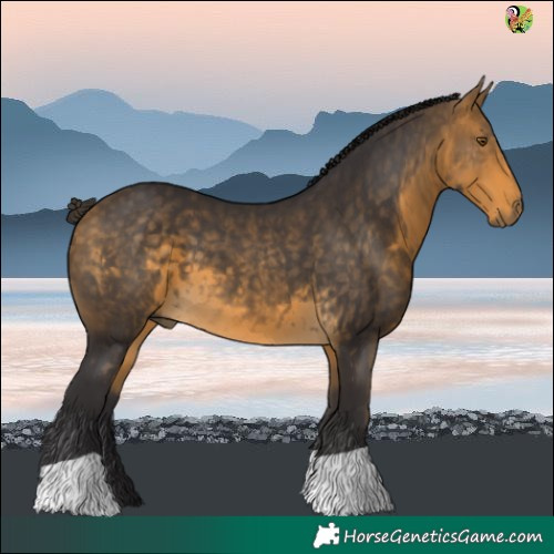 Horse Color:Buckskin 