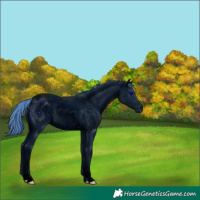 Horse Color:ERROR: UNKNOWN ANOMALY