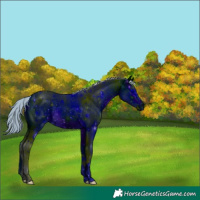 Horse Color:ERROR: UNKNOWN ANOMALY