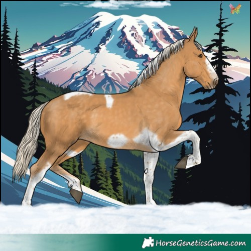 Horse Color:Palomino Tobiano Frame 