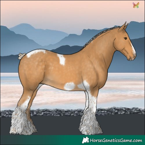 Horse Color:Palomino Tobiano Frame 