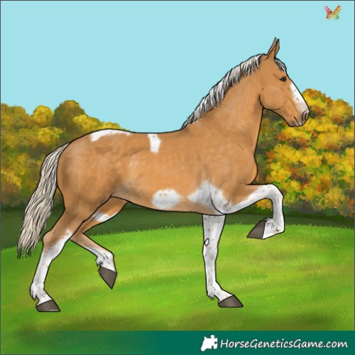 Horse Color:Palomino Tobiano Frame 