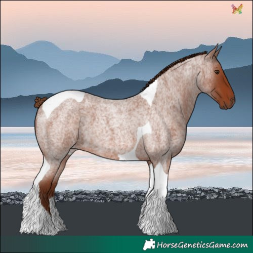 Horse Color:Red Roan Tobiano 