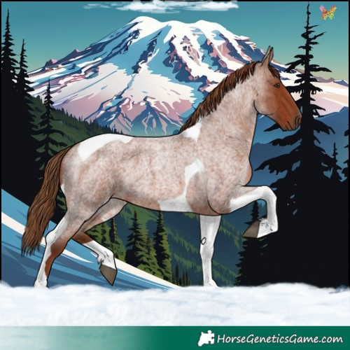 Horse Color:Red Roan Tobiano 