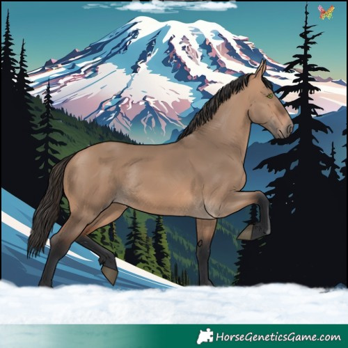 Horse Color:Bay Dun Rabicano 