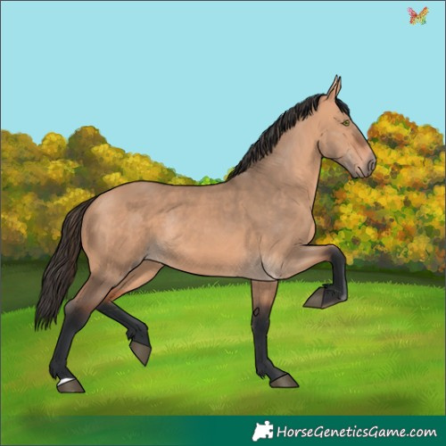 Horse Color:Bay Dun Rabicano 